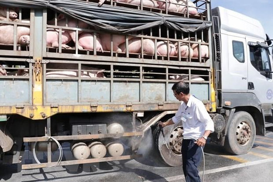 Vận chuyển lợn từ Nam ra Bắc tăng đột biến, 4.500 con lợn được vận chuyển mỗi ngày ra Bắc