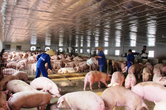 Ninh Thuận: Kiểm soát chặt việc tiêu độc khử trùng, ngăn chặn dịch tả lợn châu Phi