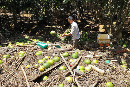 Lâm Đồng: Những vườn bưởi da xanh bạc tỉ bị bật gốc, nguy cơ “xóa sổ”
