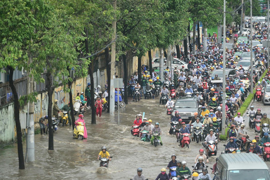 Để sửa chữa đường Nguyễn Hữu Cảnh 64 cây xanh ở Sài Gòn sẽ bị đốn hạ