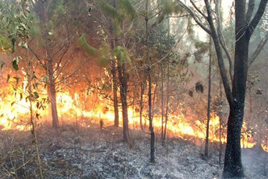 Trung Bộ nguy cơ cháy rừng cao do nắng nóng kéo dài