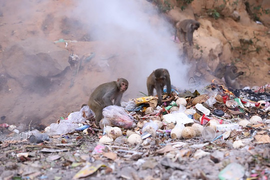 Đà Nẵng: Khỉ bới rác tìm thức ăn ở bán đảo Sơn Trà