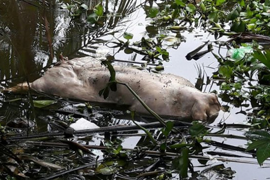 Bạc Liêu: Xuất hiện tình trạng vứt xác lợn chết vì dịch bệnh xuống sông