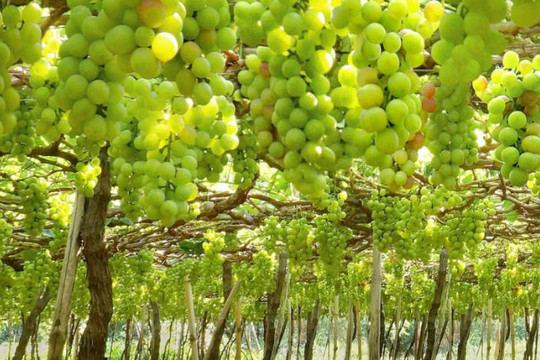 Biến đổi khí hậu tác động đến ngành rượu vang tại  Australia