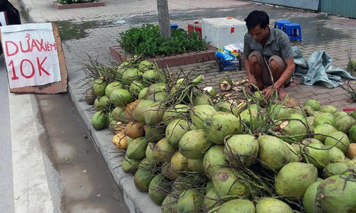 Hà Nội: Nắng nóng dân buôn dừa xiêm Bến Tre hái ra tiền