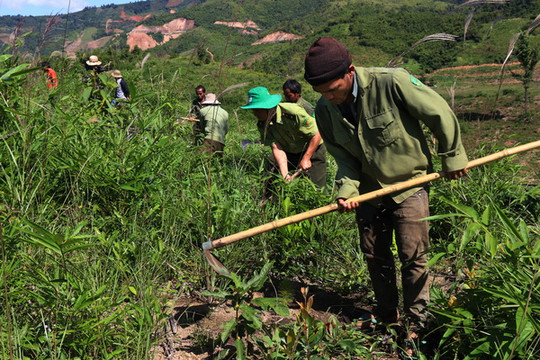 Đắk Nông: Trồng hơn 30ha rừng phục hồi môi trường sau khai thác bauxite