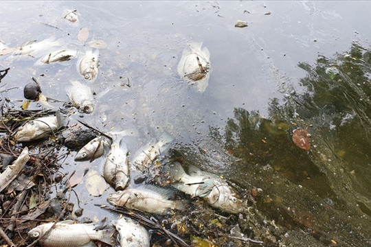 Hà Nội: Nguyên nhân cá chết ở các hồ điều hòa chủ yếu do thời tiết