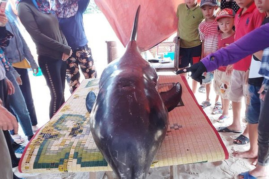 Hà Tĩnh: Cứu cá voi nặng hơn 150kg có nhiều vết thương bị mắc cạn