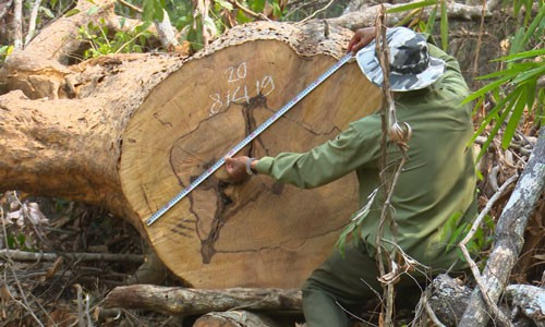 Tây Nguyên: Nâng cao vai trò, trách nhiệm bảo vệ rừng