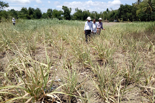 Phú Yên: Vùng chuyên canh mía chết khô, nông dân trắng tay