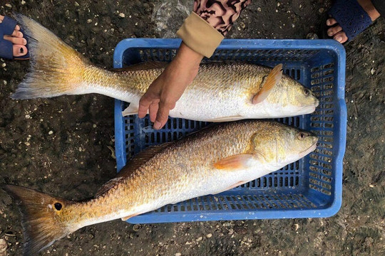 Quảng Bình: Dân bắt được cá nặng khoảng 7kg nghi là cá Sủ vàng quý hiếm