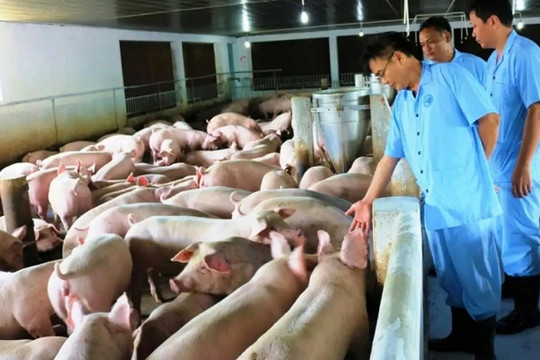 Hà Nội: 57% số xã, phường, thị trấn đã qua 30 ngày không phát sinh bệnh dịch tả lợn châu Phi