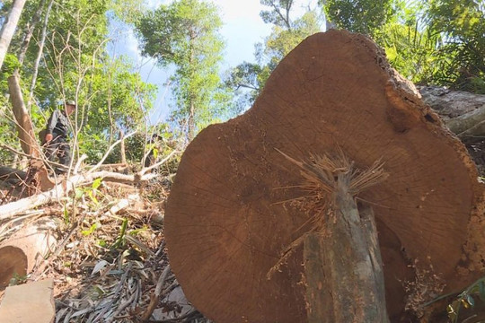 Đắk Lắk: Phát hiện thêm 5 bãi tập kết khai thác gỗ lậu quy mô lớn