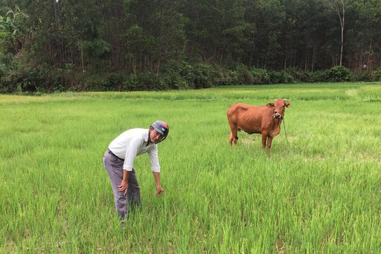 Quảng Nam, Đà Nẵng: Ruộng khô, đô thị “khát”