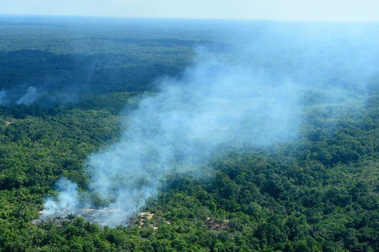 Các nước Nam Mỹ sẽ vạch ra chính sách bảo vệ rừng Amazon