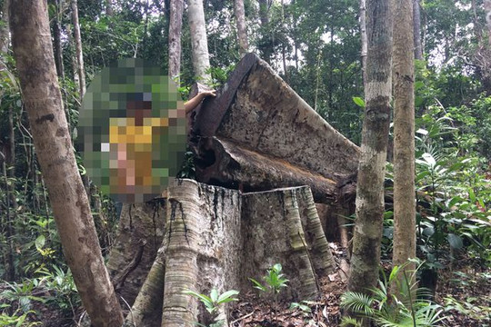 Gia Lai: Phát hiện vụ phá rừng quy mô lớn với hơn 200 gốc cây bị đốn hạ
