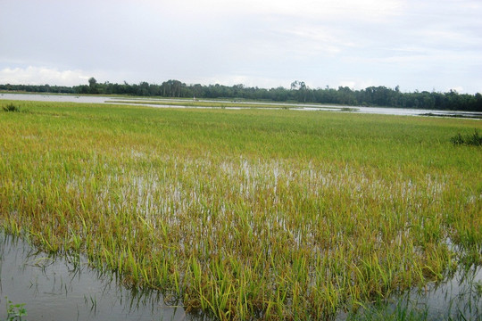 Quảng Ngãi: Lo thu hoạch lúa Hè thu trước bão Podul
