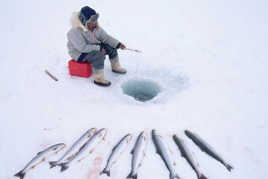 Alaska: Cuộc sống của người bản địa bị đảo lộn vì thiếu băng tuyết