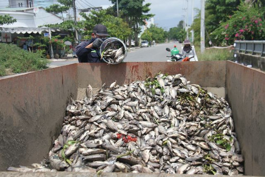 Cá chết nổi trắng, bốc mùi tại hồ điều tiết ở Đà Nẵng