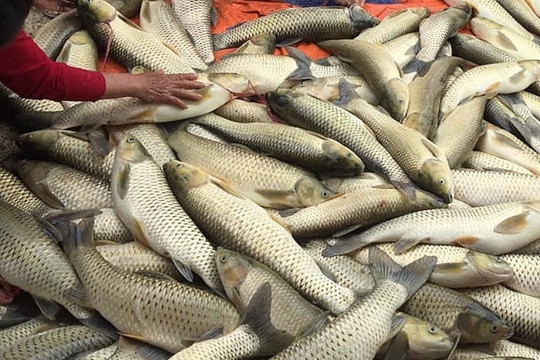 Thừa Thiên – Huế: Hơn 16 tấn cá nuôi lồng trên sông Bồ chết vì ô nhiễm