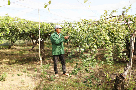 Ninh Thuận: Làm giàu bằng trồng táo sạch trong “nhà lưới”