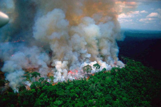 Các quốc gia ký thỏa thuận phối hợp bảo vệ rừng nhiệt đới Amazon