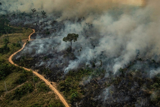 Nạn phá rừng đang đe dọa tương lai toàn cầu