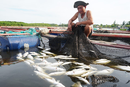 Hà Tĩnh: Gần 100 tấn cá tự nhiên lẫn nuôi lồng bè chết trắng chưa rõ nguyên nhân
