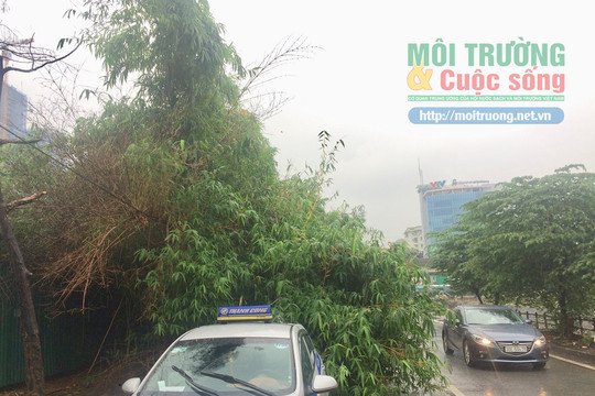 Mễ Trì (Hà Nội): Cây đổ gây cản trở giao thông trên đường Mạc Thái Tổ