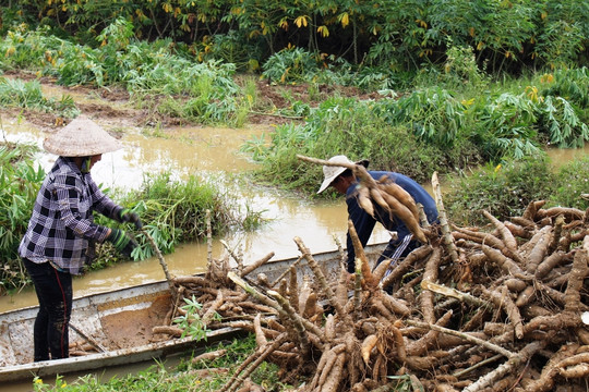 Thừa Thiên – Huế: Nông dân tích cực thu hoạch sắn sau mưa lũ