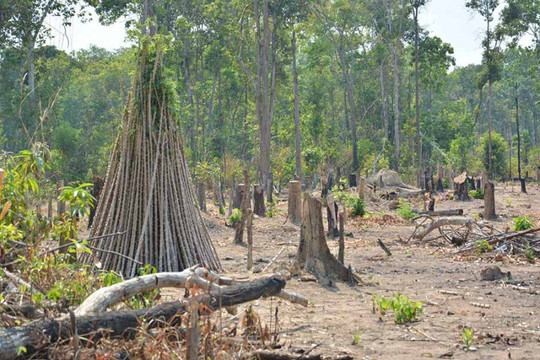 Gia Lai: Phát hiện 1.200 ha rừng bị lấn chiếm để trồng cây nông nghiệp