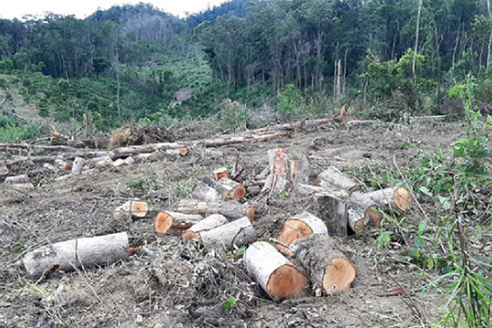 Lâm Đồng: Phát hiện 3 đối tượng phá 2ha rừng bằng cưa máy ở huyện Đam Rông