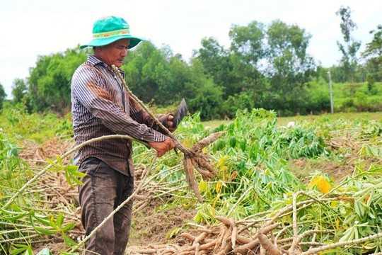 Thừa Thiên Huế: Lo sợ mưa lũ tái diễn nông dân trồng sắn tất bật thu hoạch