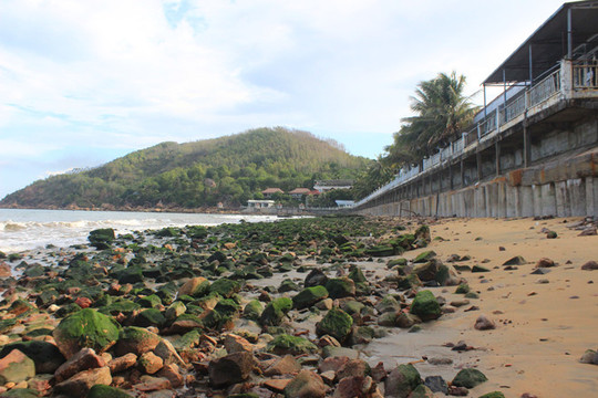 Bình Định: Cát vàng ‘bỗng dưng’ biến mất,  bãi biển Quy Nhơn lởm chởm đá rêu xanh