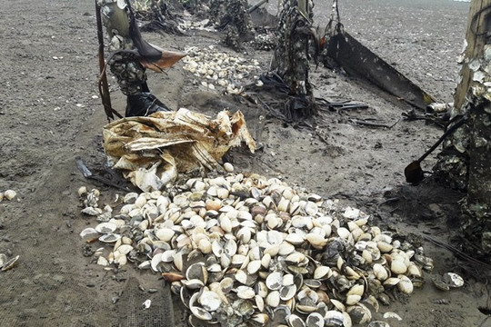 Hà Tĩnh: Ngao chết trắng vùng cửa biển, ngư dân thiệt hại hàng chục tỉ đồng