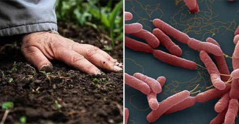 Bệnh whitmore “vi khuẩn ăn thịt người”: Bộ Y tế hướng dẫn cách phòng ngừa bệnh