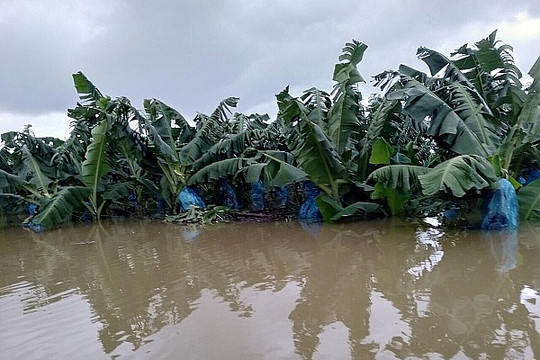 1.500 ha cây trái tại Lào bị ngập lụt