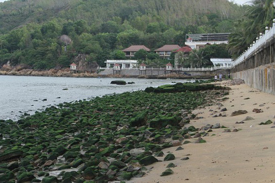 Bình Định: Xuất hiện bãi đá rêu xanh ở biển Quy Nhơn