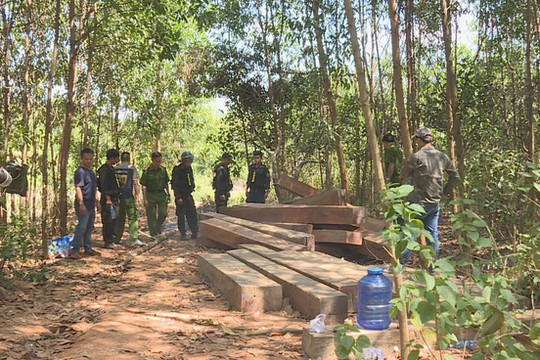 Đắk Lắk: Phát hiện thêm nhiều điểm tập kết với khối lượng 500m3 gỗ lậu bị lâm tặc cưa hạ