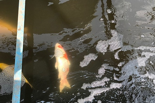 Cá Koi chết liên tục sau khi thả ở bể xử lý nước sông Tô Lịch