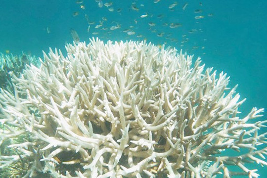 Australia: Nỗ lực cứu rạn san hô Great Barrier
