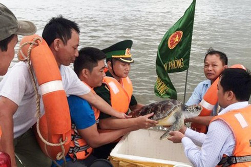 Nghệ An: Thả rùa quý hiếm nặng 11 kg về biển