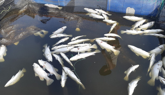 Hà Tĩnh: Cá lồng bè chết hàng loạt do môi trường nước thay đổi