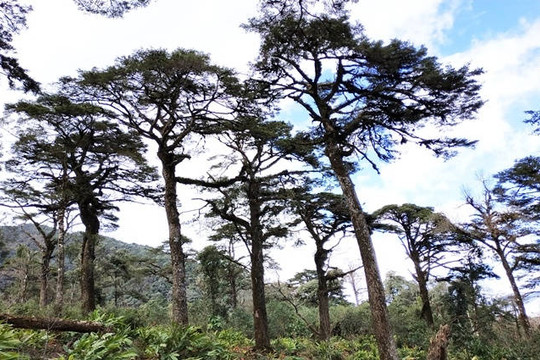 Lào Cai: Phát hiện quần thể cây quý hiếm trong rừng già