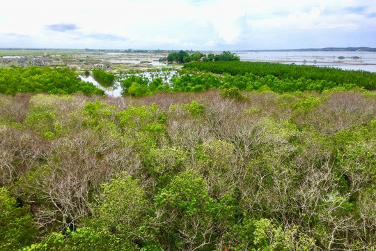 Thừa Thiên – Huế: Phát triển rừng ven biển giúp bảo vệ môi trường và tăng trưởng kinh tế