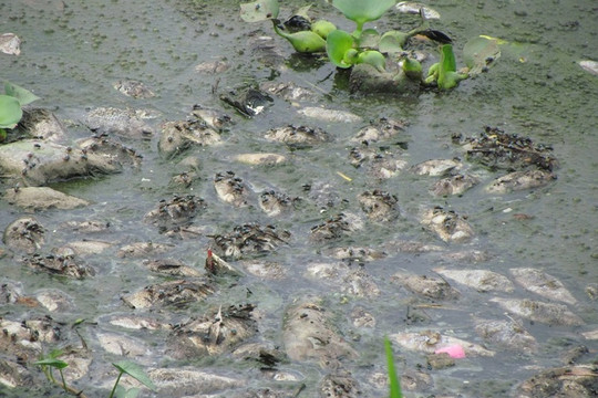 Đà Nẵng: Cá chết nổi trắng, bốc mùi hôi thối nhiều ngày tại hồ điều tiết