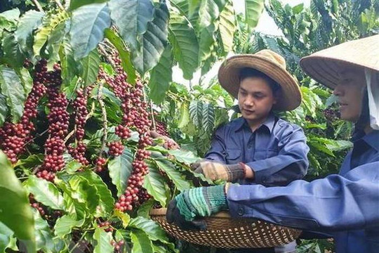 Lâm Đồng: Phát triển vùng cà phê công nghệ cao