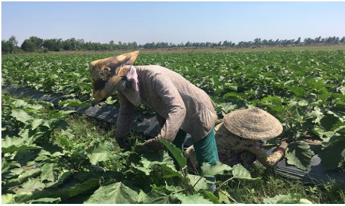 Kiên Giang: Liên kết sản xuất và tiêu thụ sản phẩm giữa Hợp tác xã nông nghiệp với các doanh nghiệp