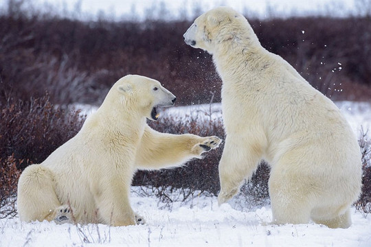 Gấu Bắc Cực đói ăn, bên bờ vực tuyệt chủng do băng tan thần tốc