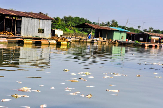 Nước sông Đồng Nai đang ô nhiễm nặng